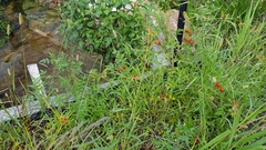 Solanum lycopersicum