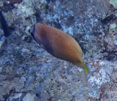 Chaetodon kleinii