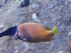 Chaetodon kleinii
