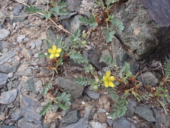 Sibbaldianthe orientalis
