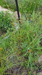 Solanum lycopersicum