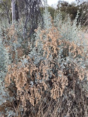 Atriplex nummularia