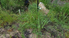 Solanum lycopersicum