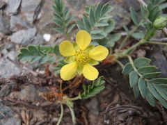Sibbaldianthe orientalis