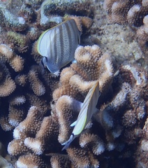 Chaetodon multicinctus
