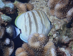Chaetodon multicinctus