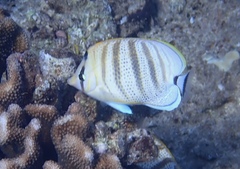 Chaetodon multicinctus