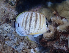 Chaetodon multicinctus
