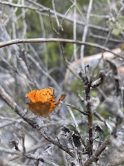 Chrysoritis chrysaor