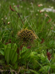 Soroseris hookeriana erysimoides