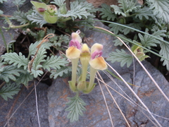 Scutellaria przewalskii