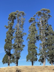Eucalyptus delegatensis
