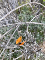 Chrysoritis chrysaor