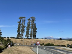 Eucalyptus delegatensis