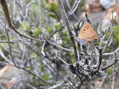 Chrysoritis chrysaor
