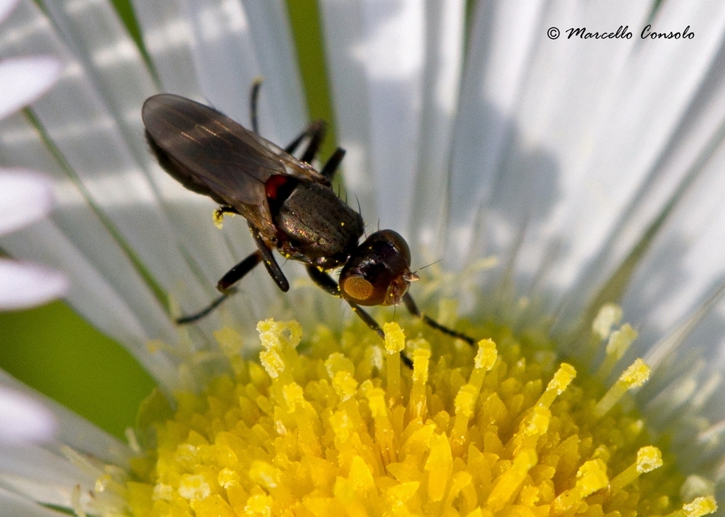 Saltella sphondylii
