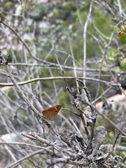 Chrysoritis chrysaor
