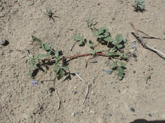 Erodium oxyrhynchum