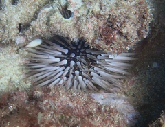 Echinometra mathaei