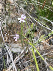 Jamesbrittenia microphylla