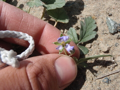 Erodium oxyrhynchum