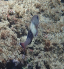 Parupeneus insularis