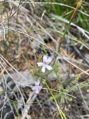 Jamesbrittenia microphylla