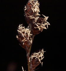 Melanostachya ustulata