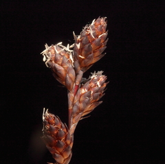 Melanostachya ustulata