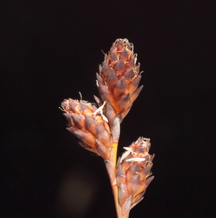 Melanostachya ustulata