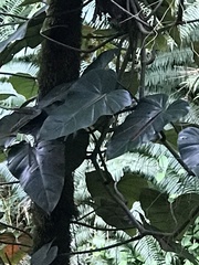 Philodendron erubescens