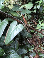Philodendron erubescens