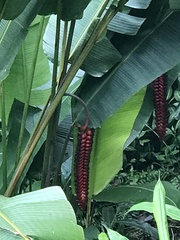 Heliconia mariae