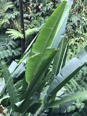 Heliconia mariae