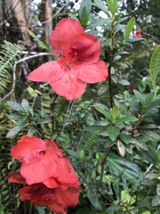 Rhododendron simsii