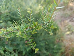 Bossiaea cinerea