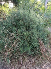 Bossiaea cinerea