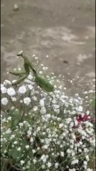 Stagmomantis theophila