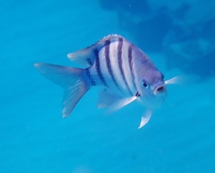 Abudefduf