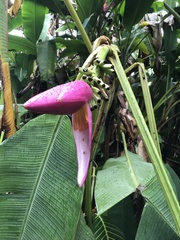 Musa ornata