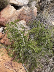 Asparagus lignosus