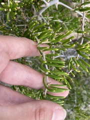 Asparagus lignosus
