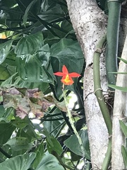 Epidendrum × obrienianum
