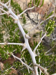 Asparagus lignosus