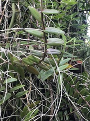 Epidendrum × obrienianum