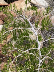 Asparagus lignosus
