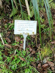 Pentarhizidium orientale