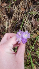 Dipterostemon capitatus