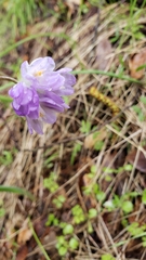 Dipterostemon capitatus