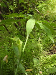 Arisaema erubescens